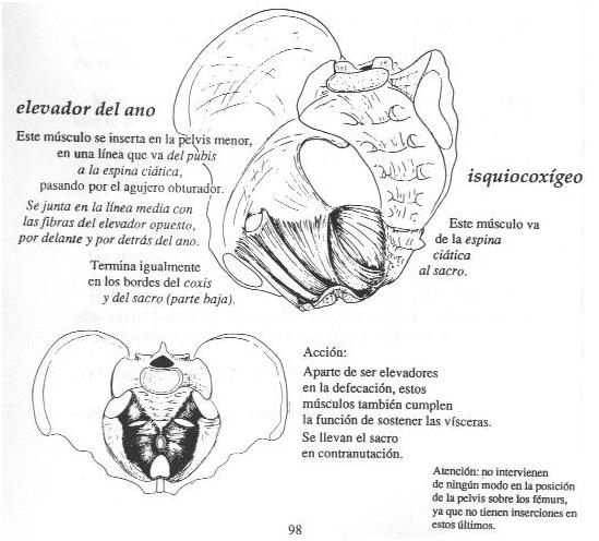 Suelo plvico