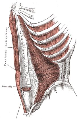 Transverso abdominal