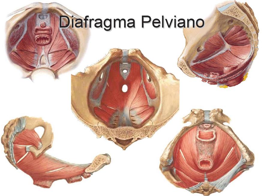 Diafragma plvico