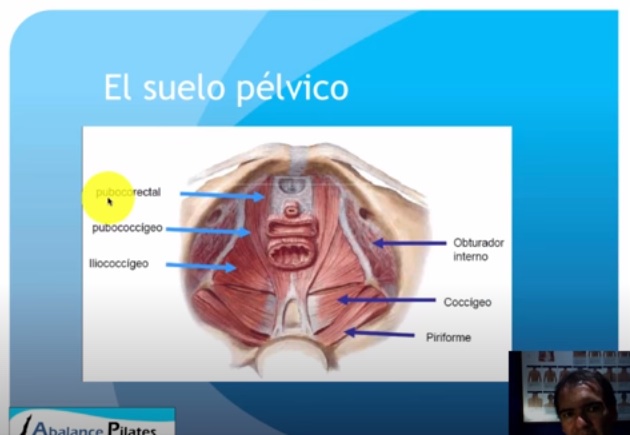 Video sobre el piso pélvico